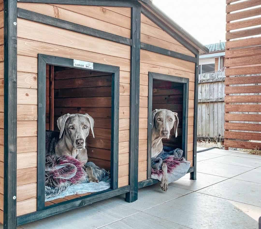Two Weimeranas laying inside the Den Dog Kennel on blankets.