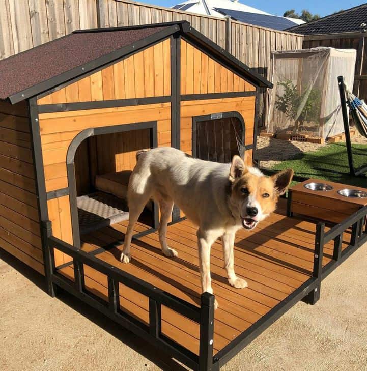 Dog standing on the porch of the Grand Dog Kennel on a sunny day.
