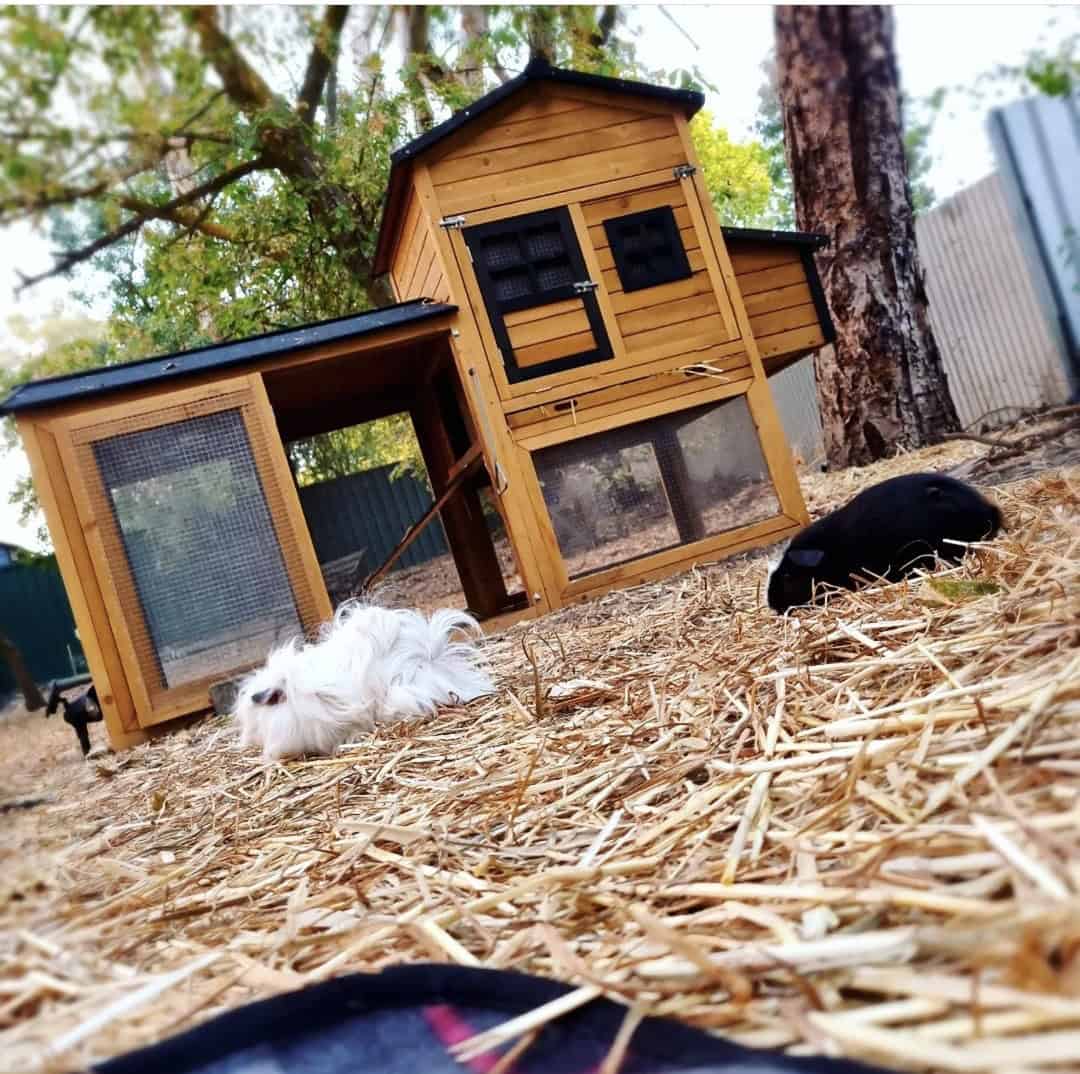 Deluxe Mansion With Guinea Pigs