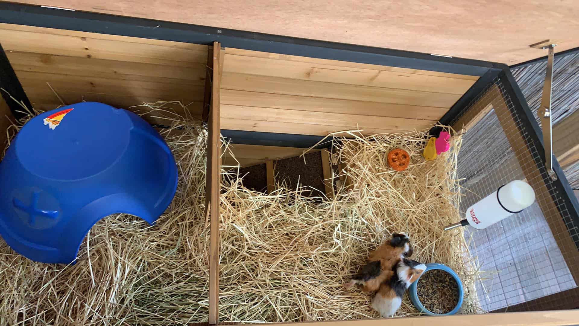 Two Guinea Pigs sitting on hay inside a wooden enclsoure with the roof lifted open.