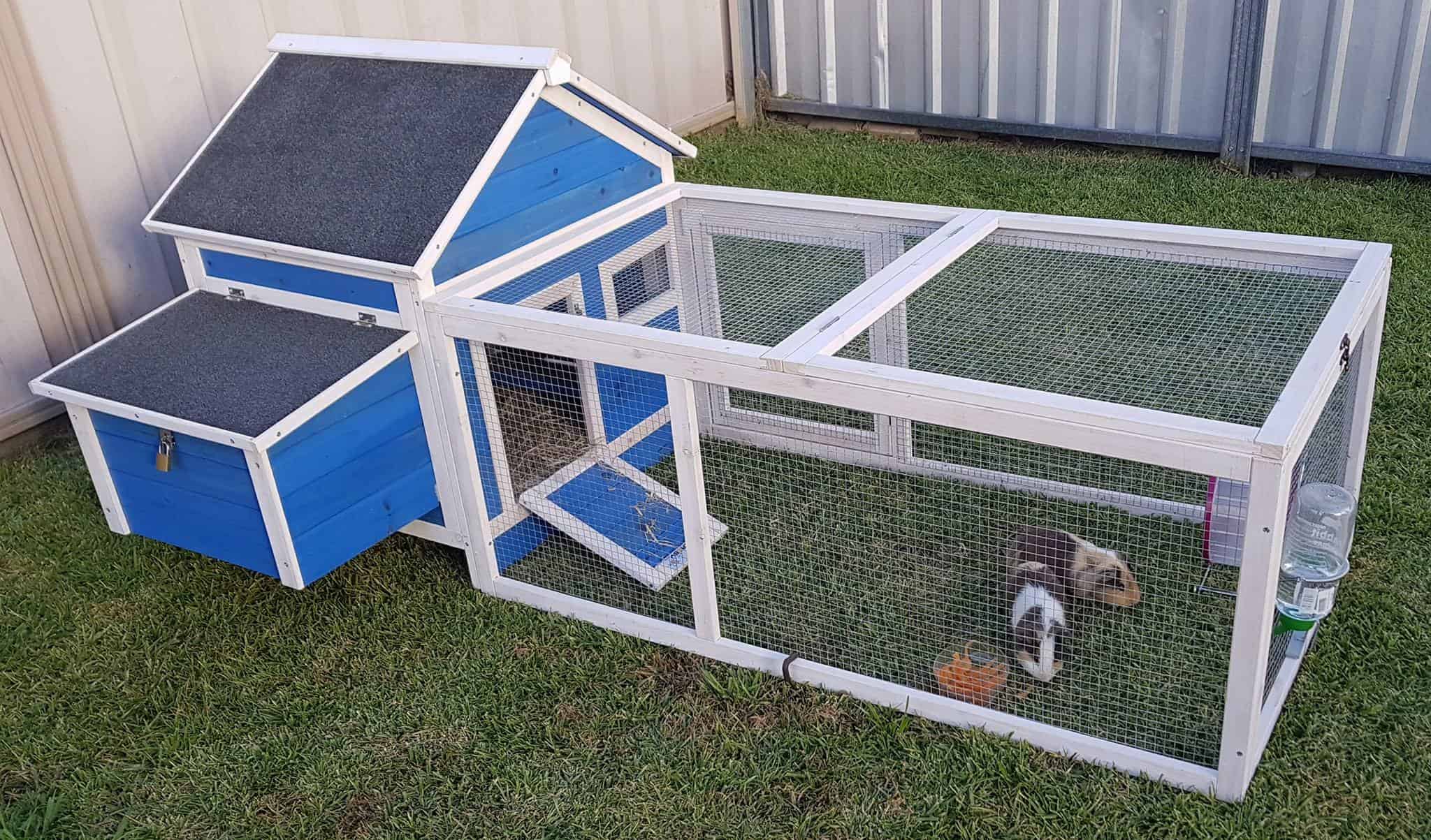 A blue timber guinea pig cage on grass with two guinea pigs inside.