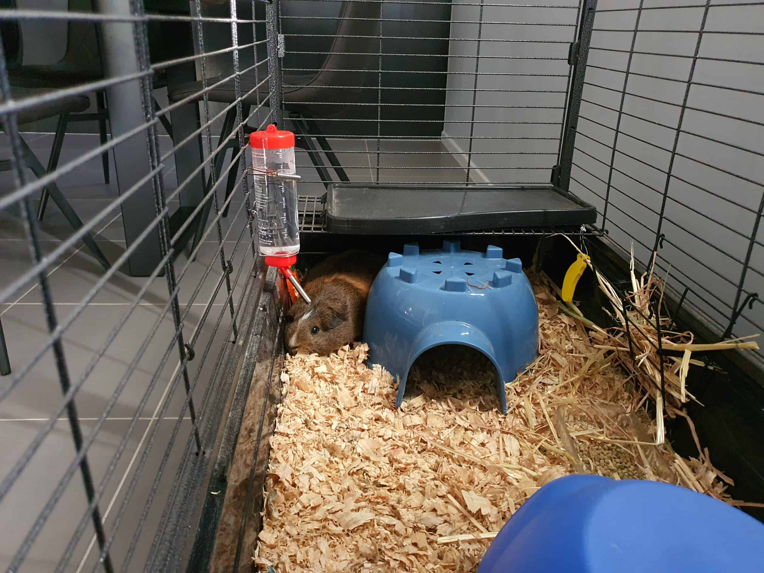 A guinea pig in an indoor wire cage.