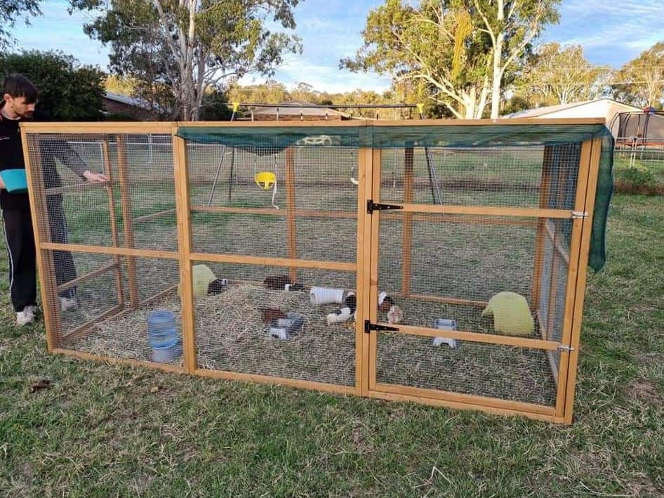 A large brown timber guinea pig run sitting on grass with multiple multicoloured guinea pigs inside.