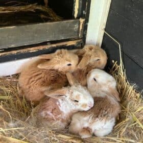 Four brown and white baby bunnies huddled together inside a charcoal coloured timber hutch.