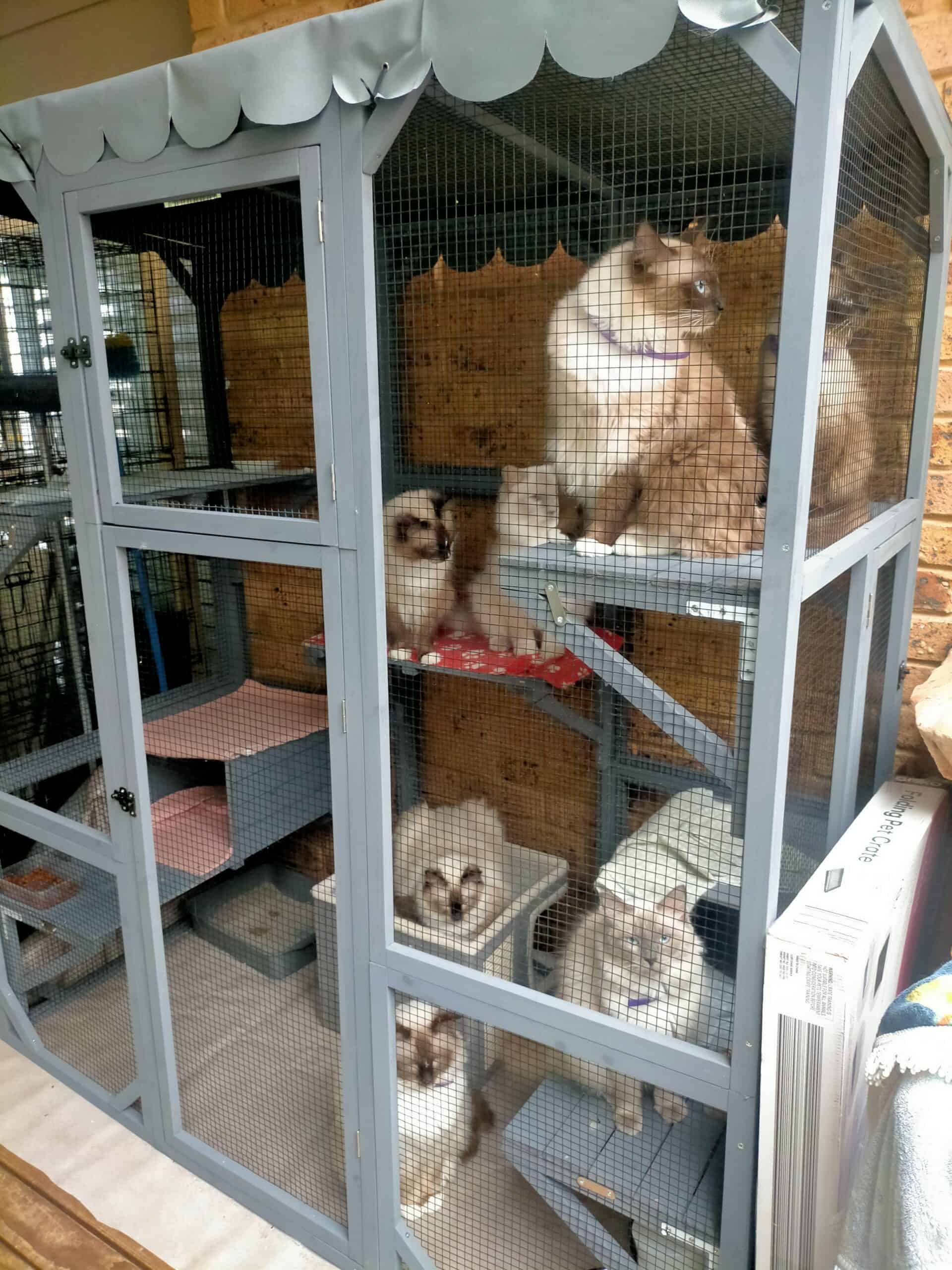 Condo Cat Enclosure - Ashley W