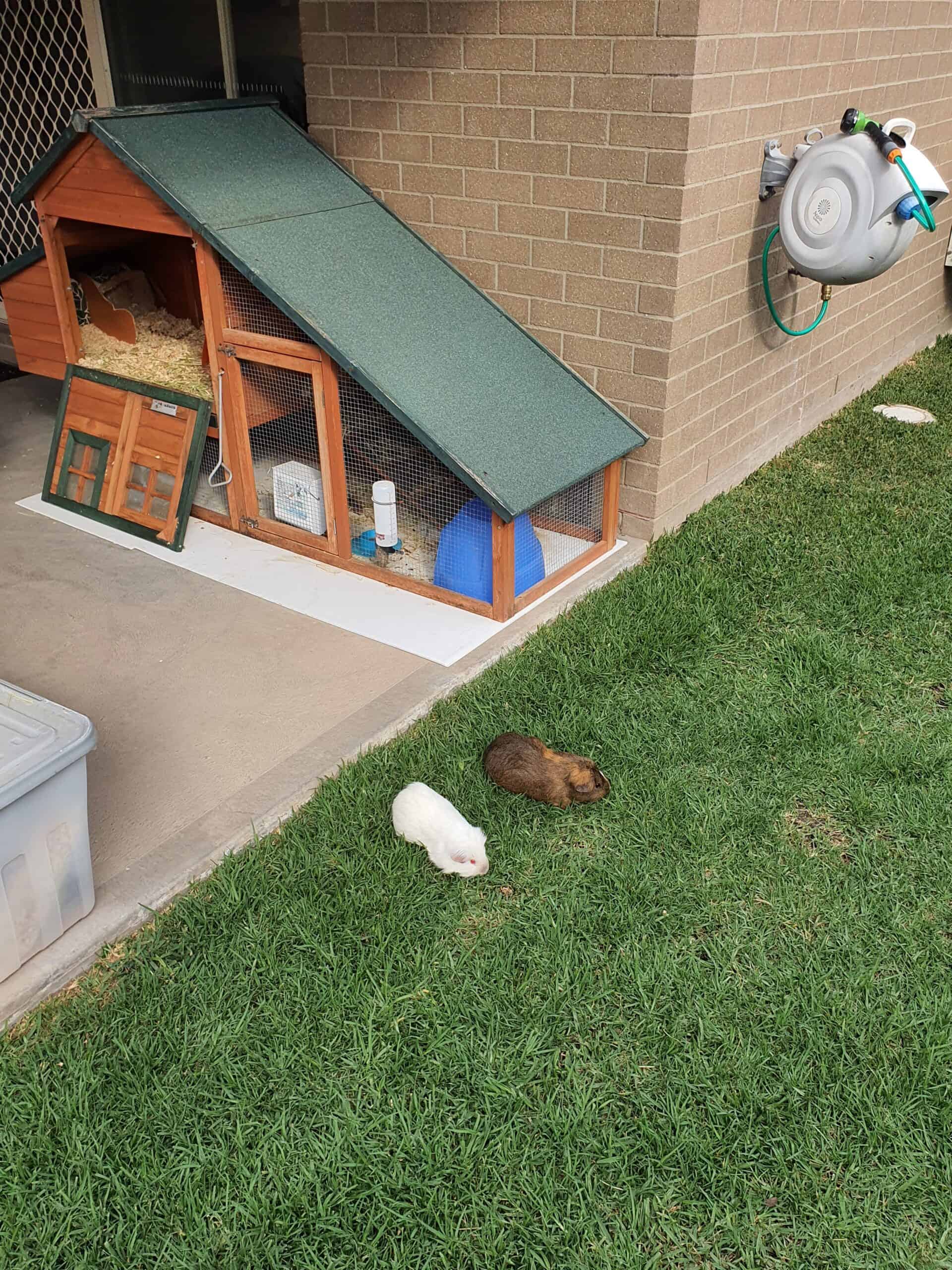 Two guinea pigs on the grass next to a timber hutch.
