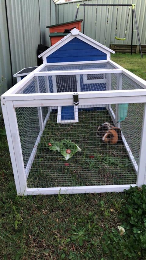 A blue outdoor timber guinea pig hutch with a large lettuce leaf housing one guinea pig.