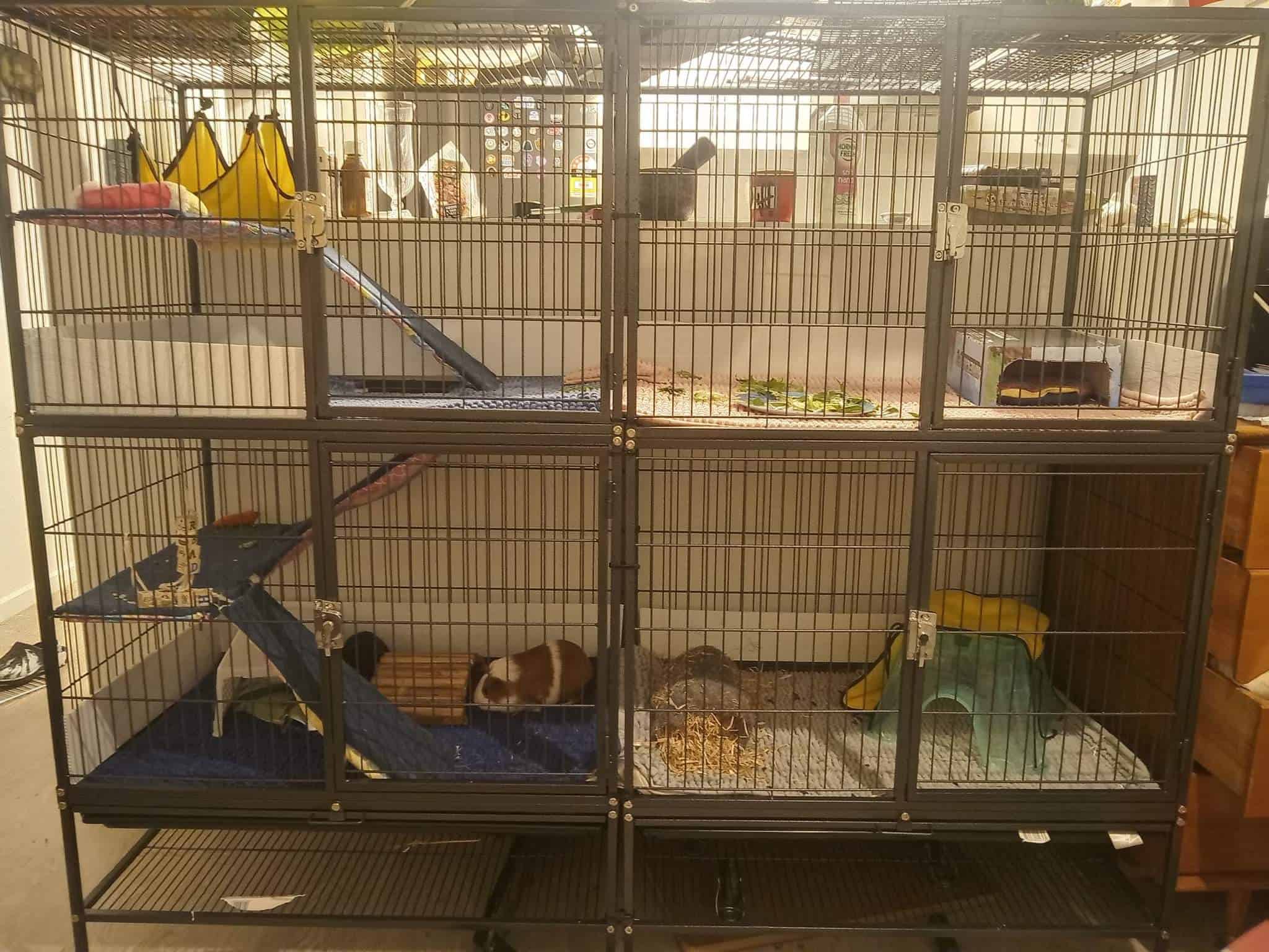 Two metal guinea pig cages joined together, housing indoor guinea pigs.