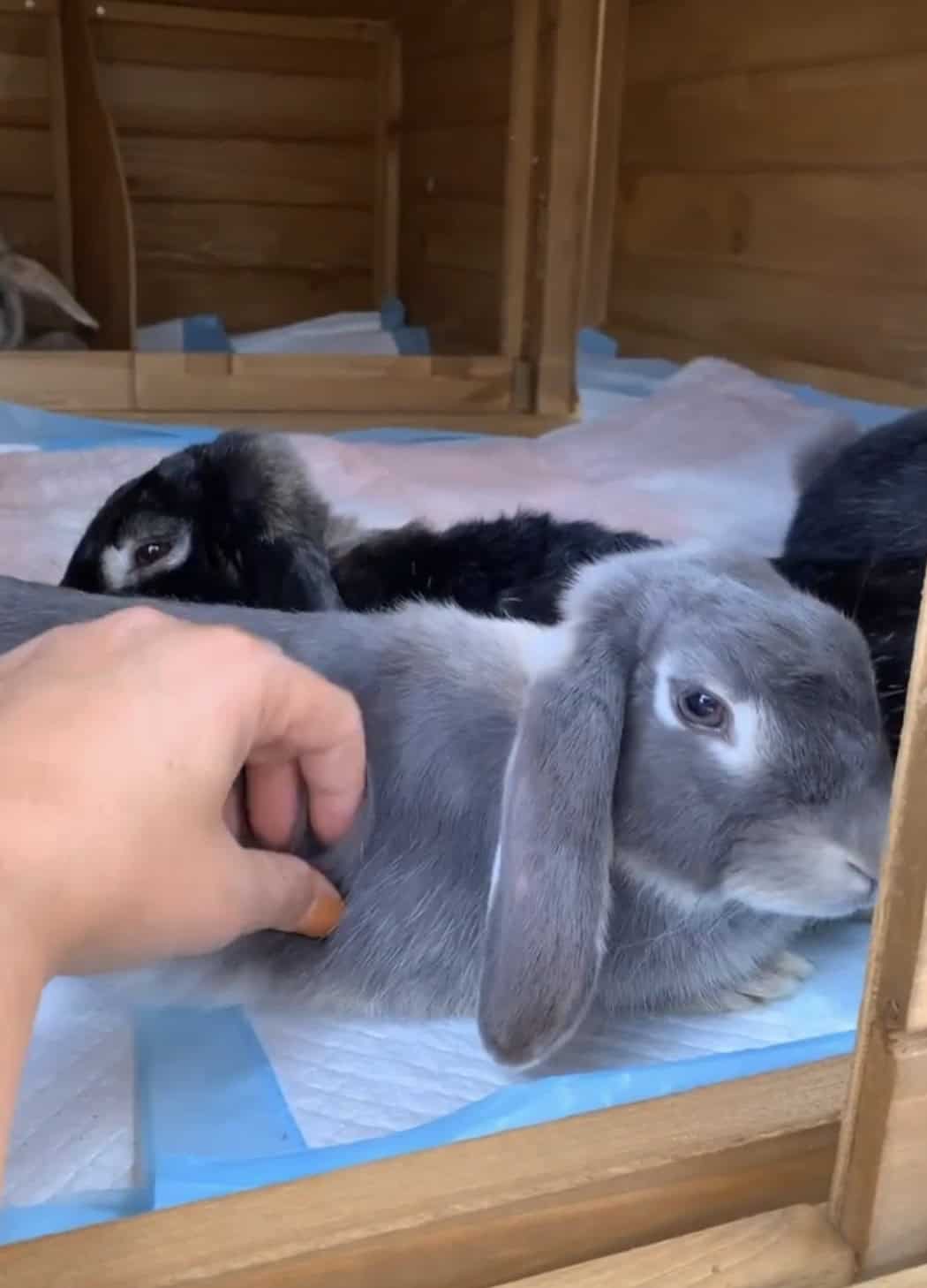 Customer photo - Estate rabbit pads Multitasking Mum AU