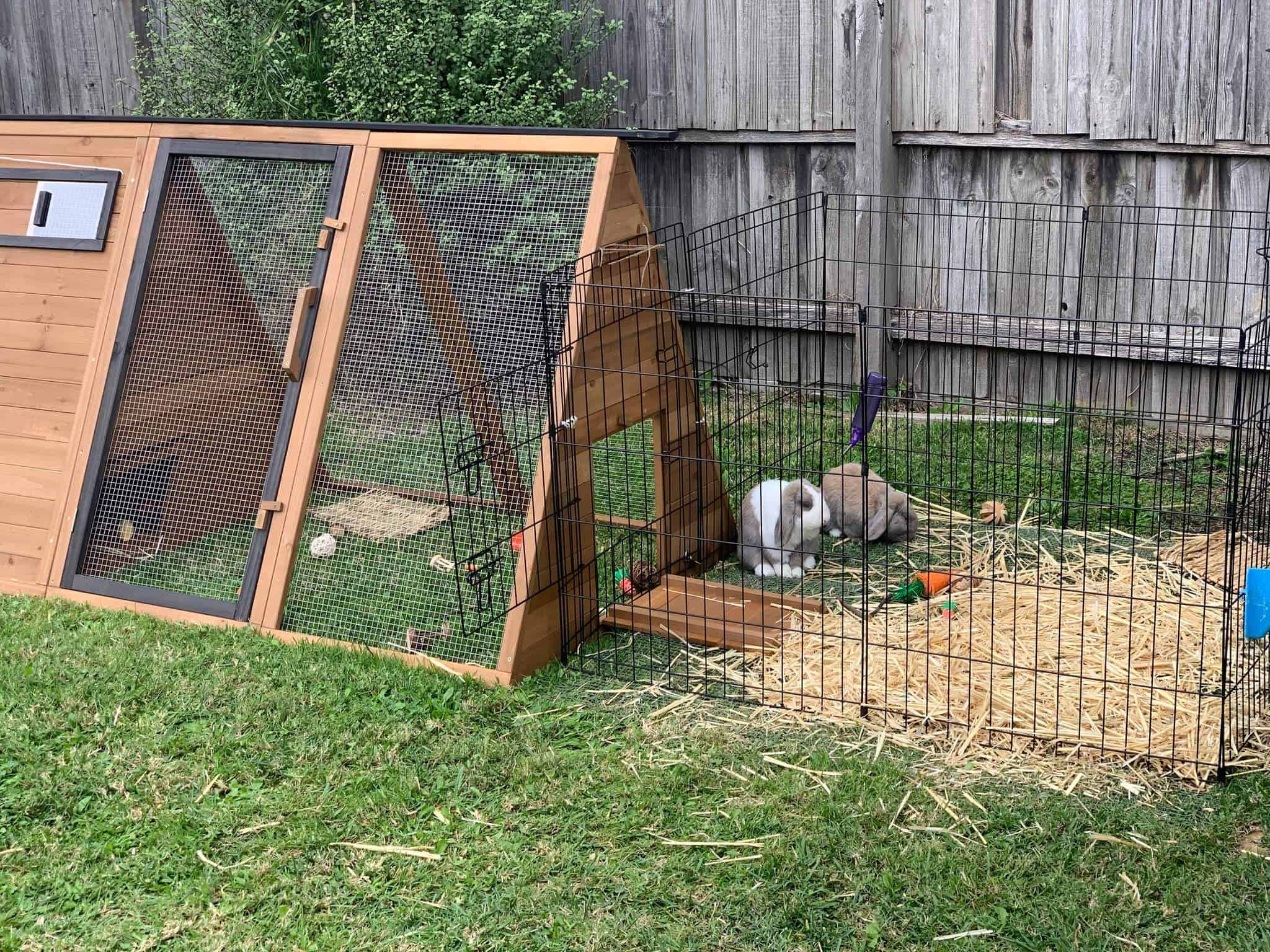 A triangle shapped timber rabbit hutch on grass, with a black playpen containing a rabbit.