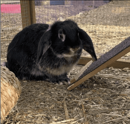 A bunny rabbit sitting on hay at the bottom of a rabbit hutch ramp.