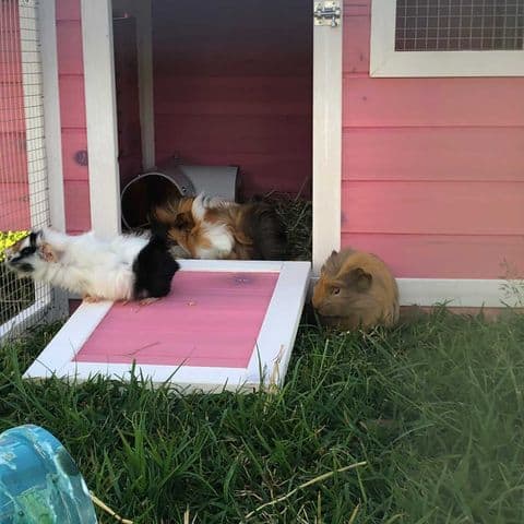 A pink guinea pig hutch with guinea pigs standing on the doorway ramp.