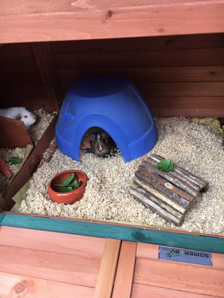 A timber guinea pig cage with a guinea pig hiding in a blue plastic cave.