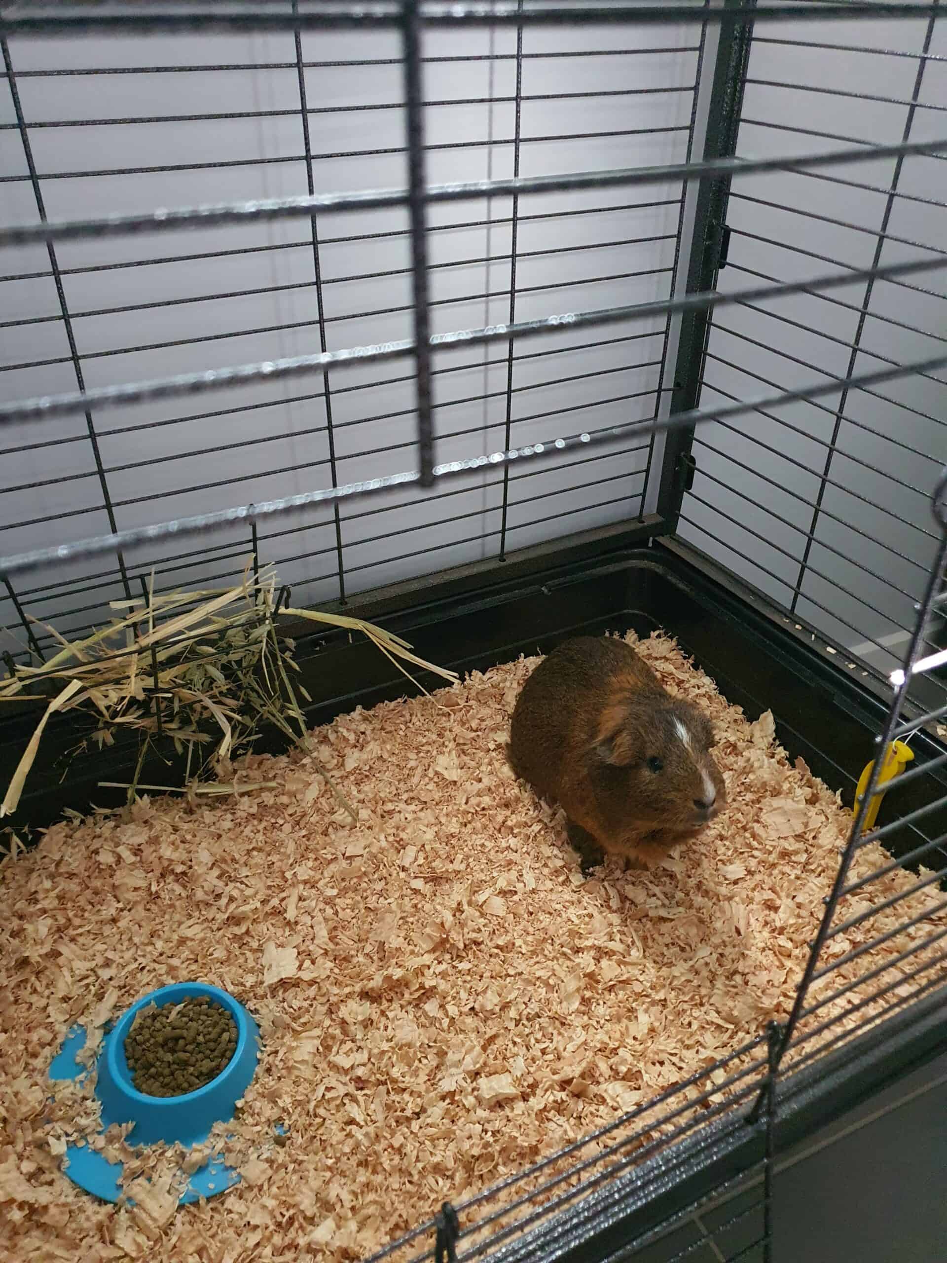 Guinea pig in an indoor metal cage.