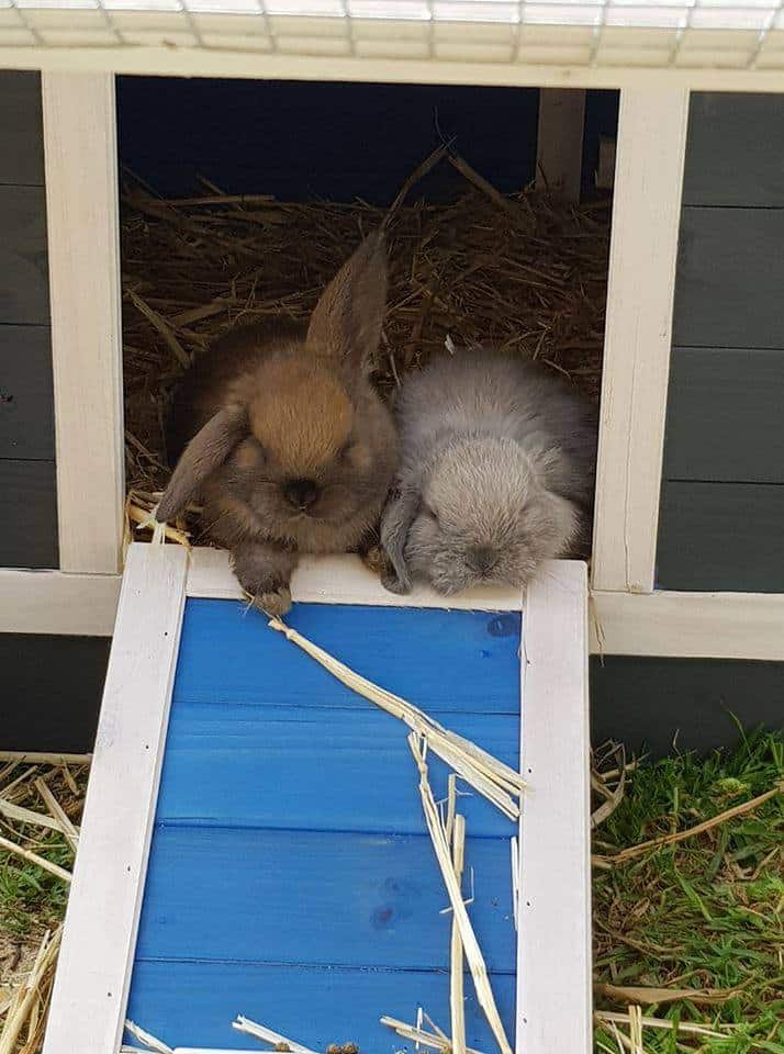Two rabbits sitting at the top of the ramp of a rabbit hutch.